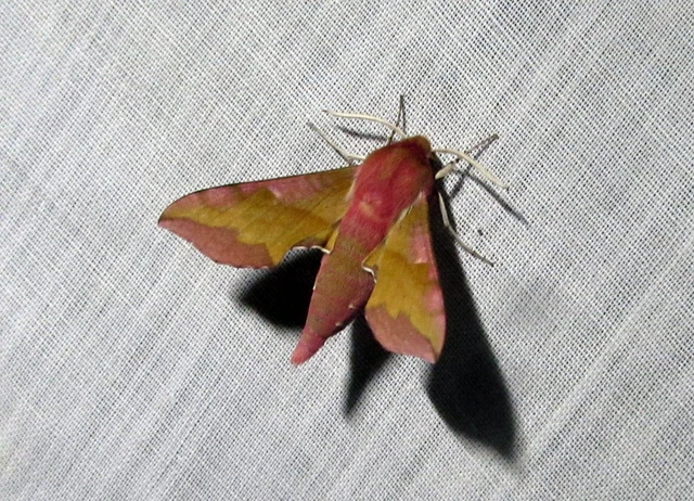 Deilephila porcellus - piros szender