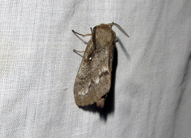 Dendrolimus pini - fenyőpohók