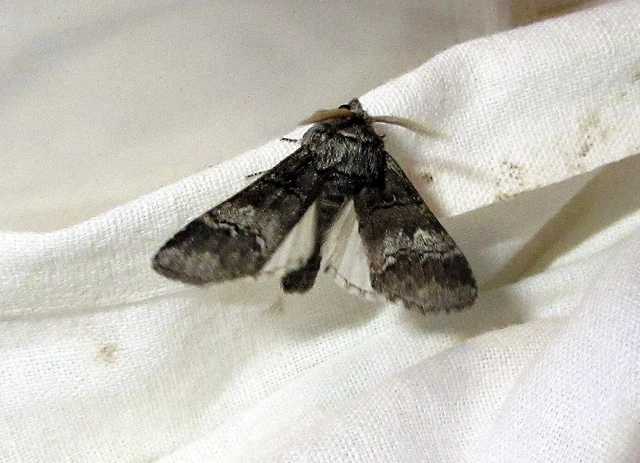 Drymonia querna - tölgyfa-púposszövő