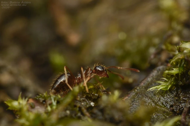 Prenolepis nitens - ragyogóhangya