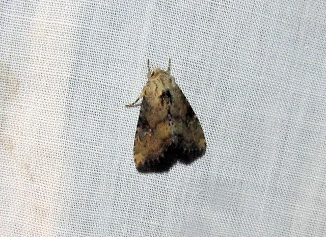 Loscopia scolopacina - csinos dudvabagoly