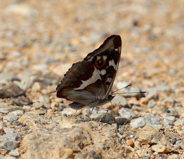 Apatura iris - nagy színjátszólepke