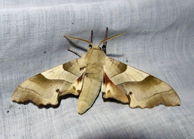 Marumba quercus - tölgyfaszender
