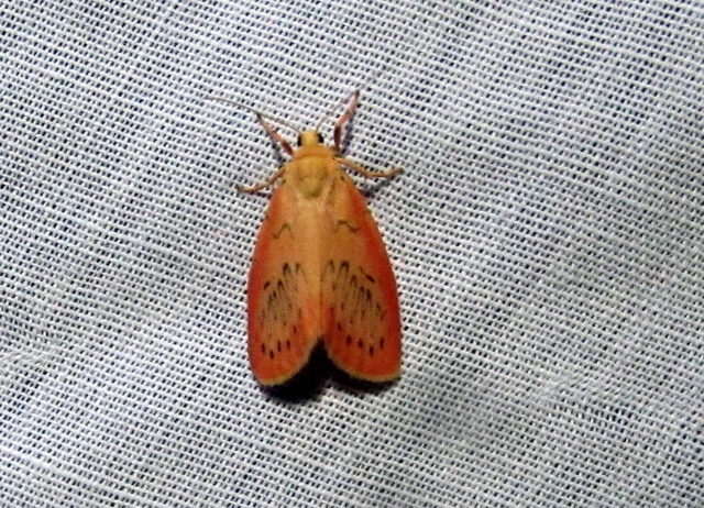 Miltochrista miniata - piros medvelepke