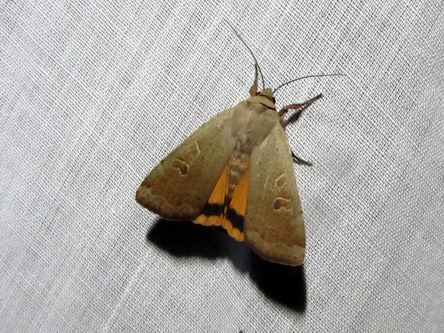 Noctua comes - kis sárgafűbagoly