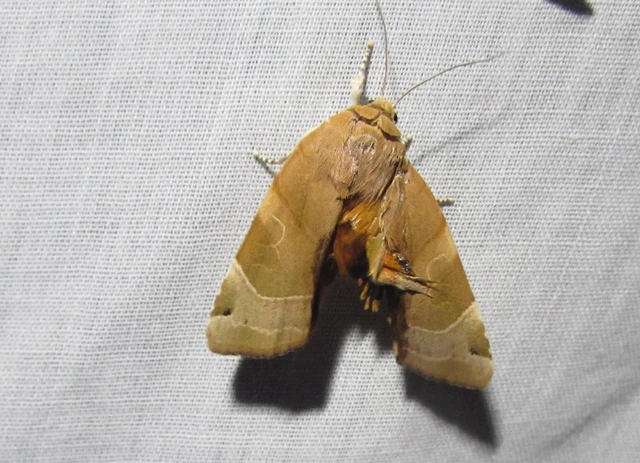 Noctua fimbriata - szélessávú sárgafűbagoly