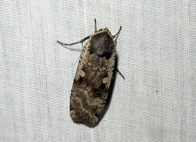 Noctua pronuba - nagy sárgafűbagoly