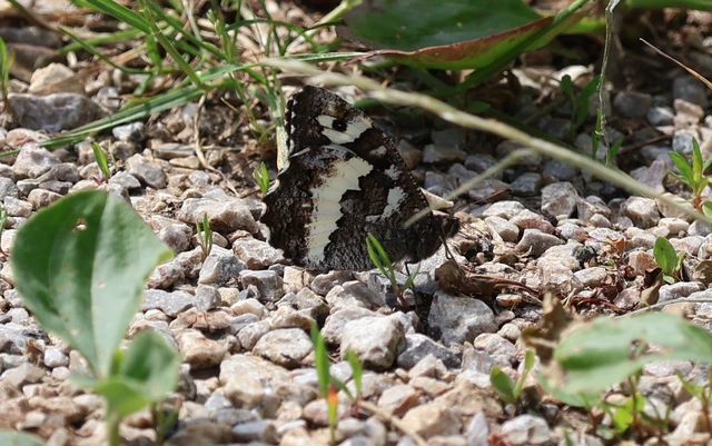 Brintesia circe - fehéröves szemeslepke
