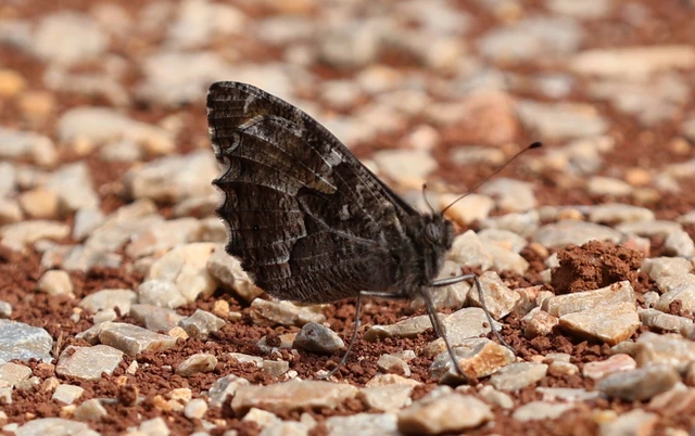 Hipparchia semele - barna szemeslepke