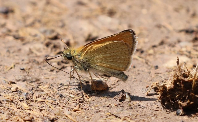 Thymelicus lineola - vonalas busalepke