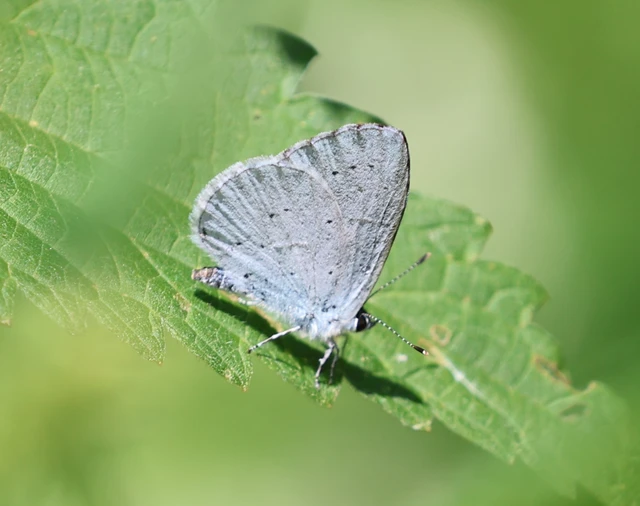 Celastrina argiolus - bengeboglárka