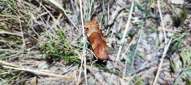 Noctua fimbriata - szélessávú sárgafűbagoly