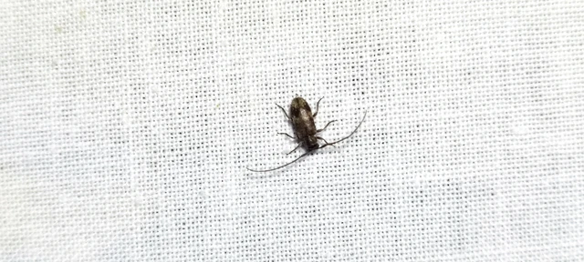 Exocentrus adspersus - tölgyfa-rőzsecincér