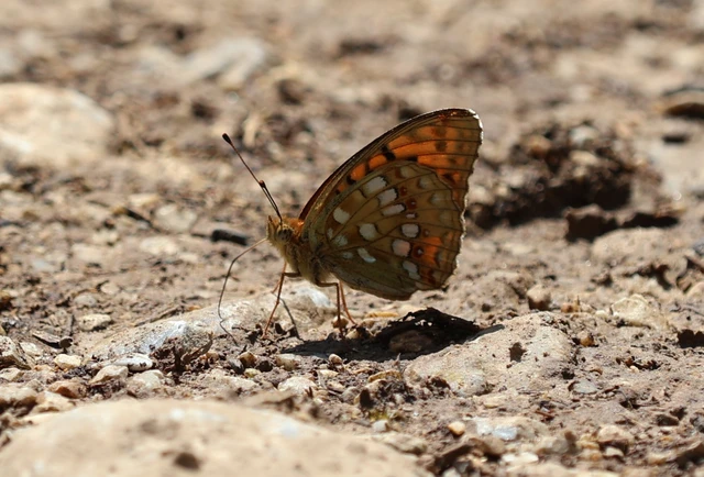 Argynnis adippe - ezüstös gyöngyházlepke