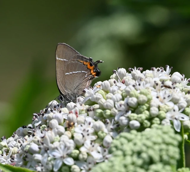 Satyrium w-album - szilfa-csücsköslepke
