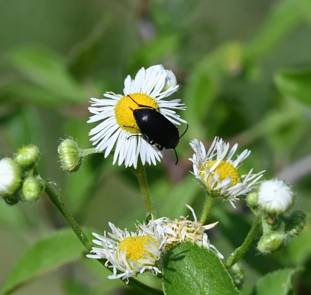 Podonta nigrita - szerecsenbogár
