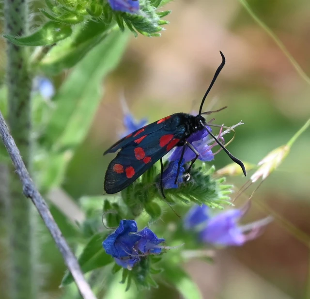 Zygaena filipendulae - acélszínű csüngőlepke