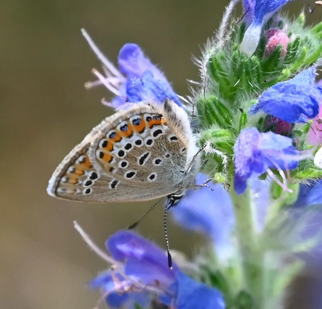 Plebejus argus - ezüstös boglárka