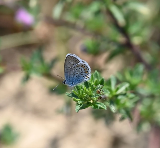 Plebejus argus - ezüstös boglárka