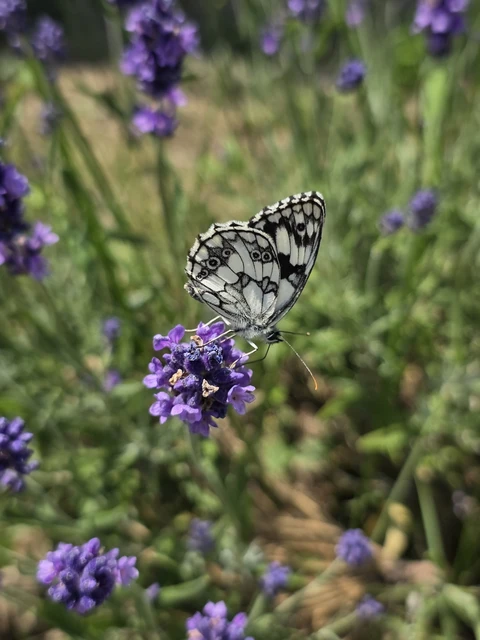 Melanargia galathea - sakktáblalepke
