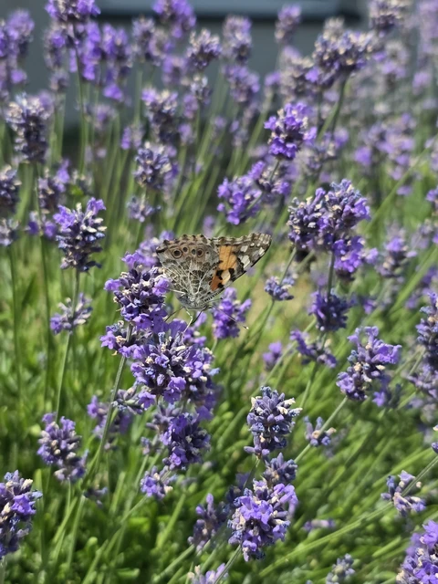 Vanessa cardui - bogáncslepke