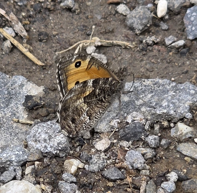 Hipparchia semele - barna szemeslepke