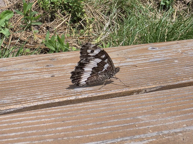 Brintesia circe - fehéröves szemeslepke