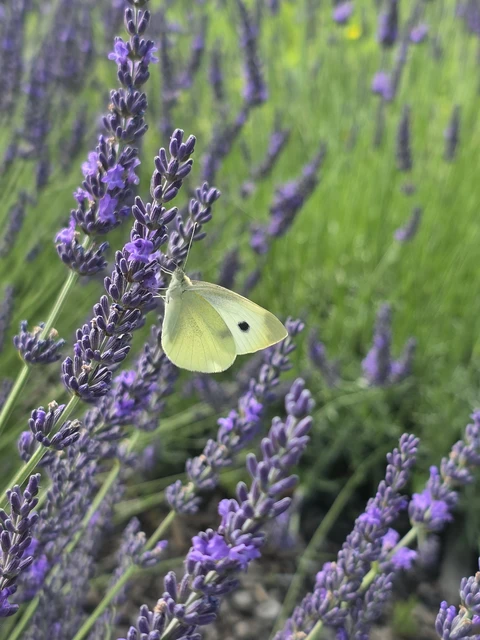 Pieris rapae - répalepke