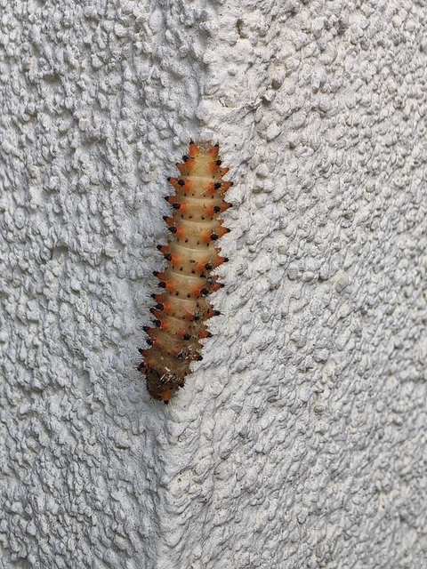 Zerynthia polyxena - farkasalmalepke