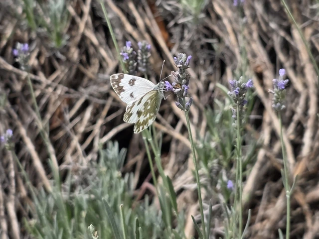 Pontia edusa - rezedalepke