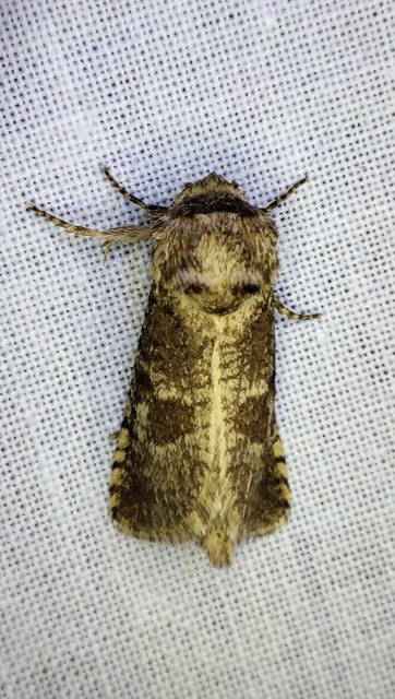 Paracossulus thrips - sztyepplepke