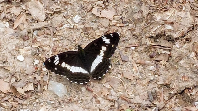 Limenitis camilla - kis lonclepke