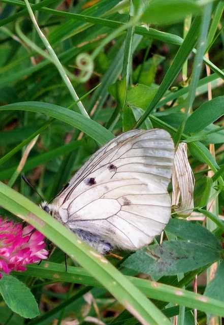 Parnassius mnemosyne - kis apollólepke