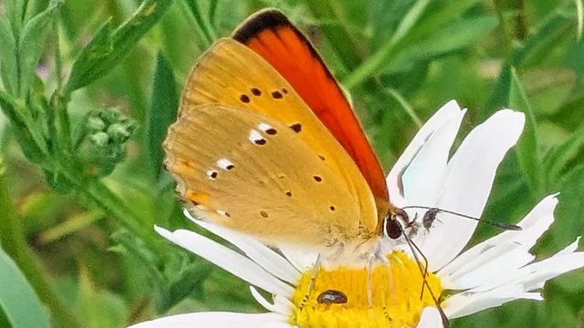 Lycaena virgaureae - arany-tűzlepke