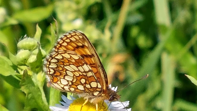 Melitaea athalia - közönséges tarkalepke