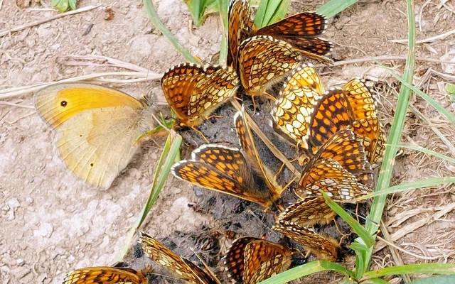Melitaea aurelia - recés tarkalepke