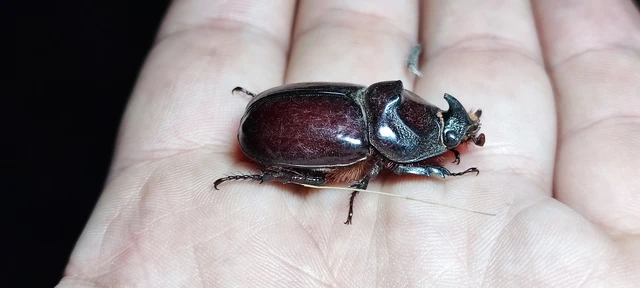 Oryctes nasicornis - orrszarvú bogár