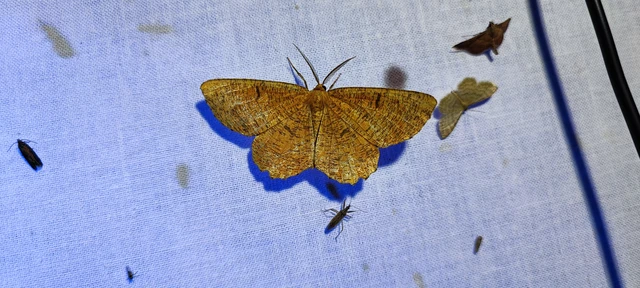Angerona prunaria - sárga kökényaraszoló