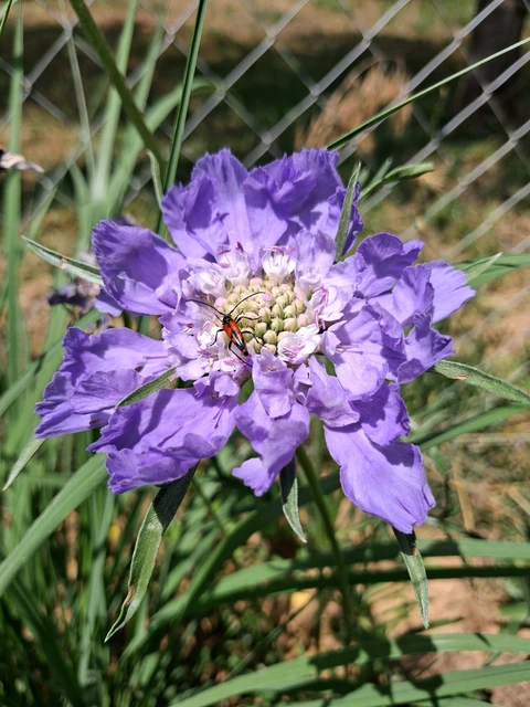 Stenurella bifasciata - kétöves karcsúcincér