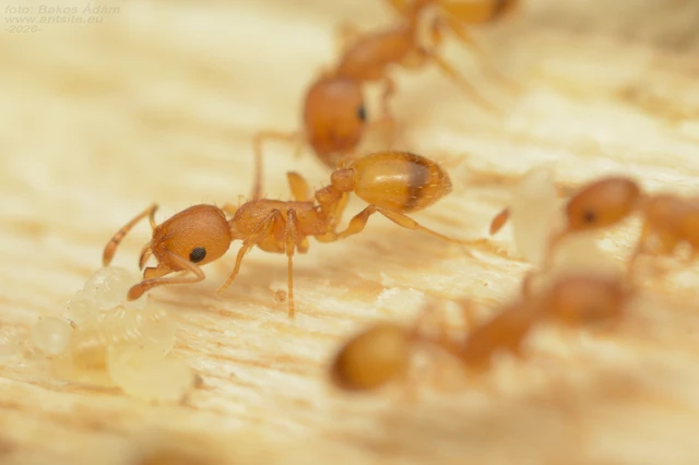 Temnothorax turcicus - sárga kéreghangya