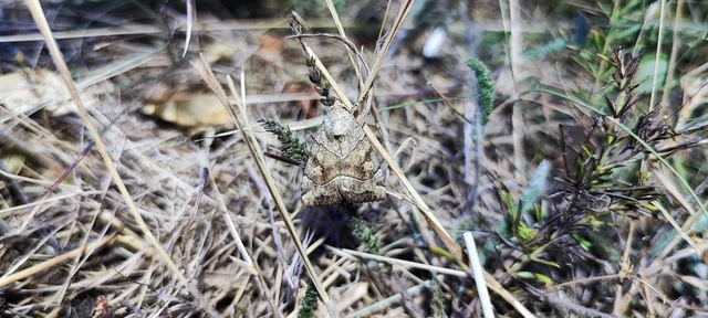 Cosmia trapezina - közönséges lombbagoly