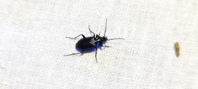 Carabidae - futóbogárfélék