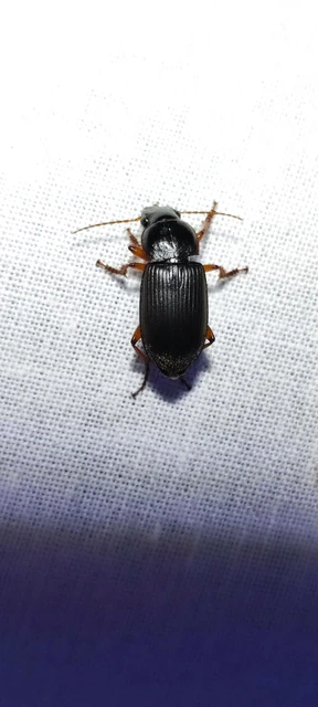 Carabidae - futóbogárfélék