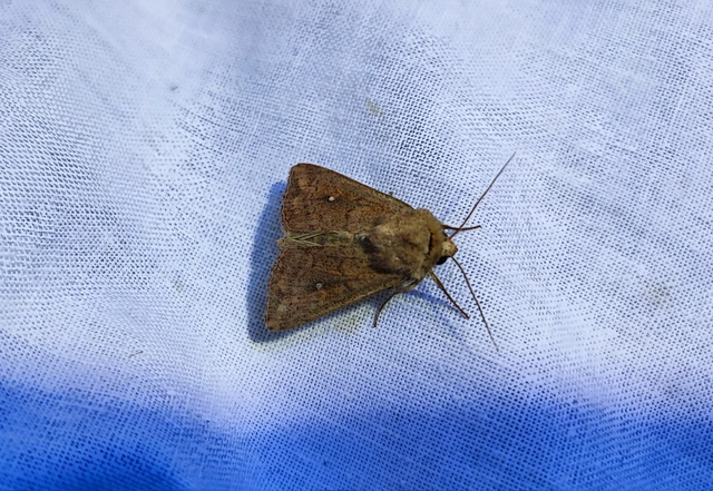 Mythimna albipuncta - fehérpettyes rétibagoly