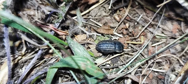 Opatrum sabulosum - sároshátú gyászbogár Opatrum sabulosum - sároshátú gyászbogár