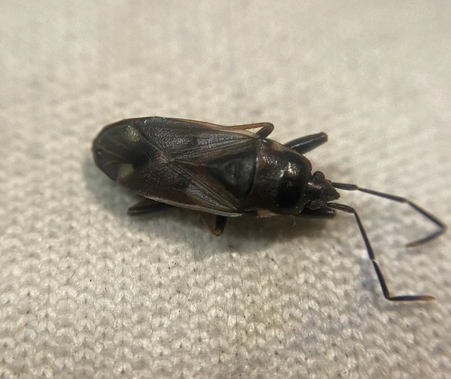 Eremocoris fenestratus - avarbodobács