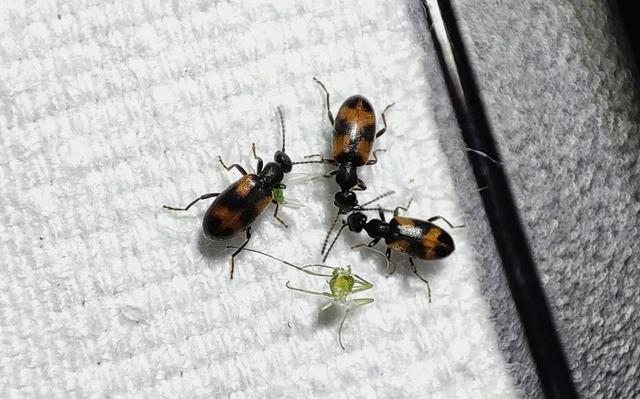 Anthicus antherinus - közönséges fürgebogár