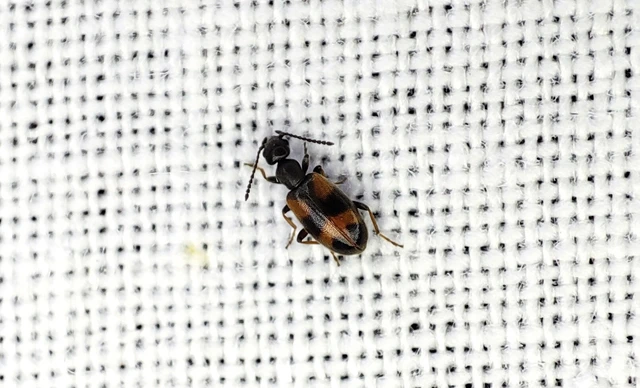 Anthicus antherinus - közönséges fürgebogár