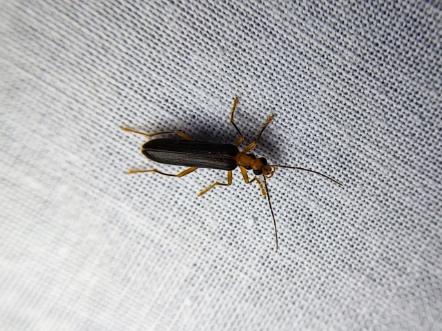 Nacerdes carniolica - karnóliai álcincér