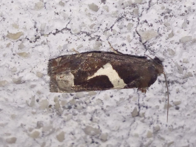 Epiblema foenella - kampósfoltú tükrösmoly